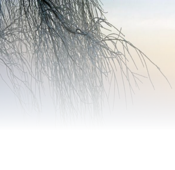 Mes tubes paysage en transparence !!
