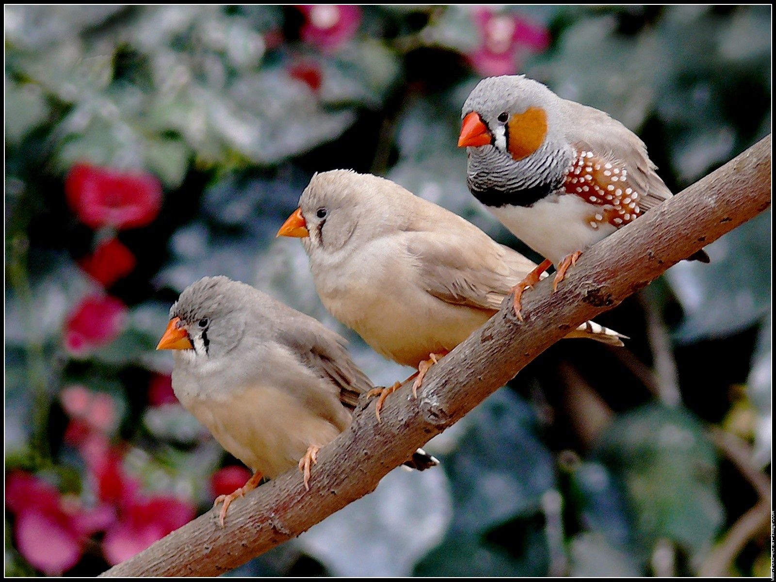 magnifiques oiseaux !!