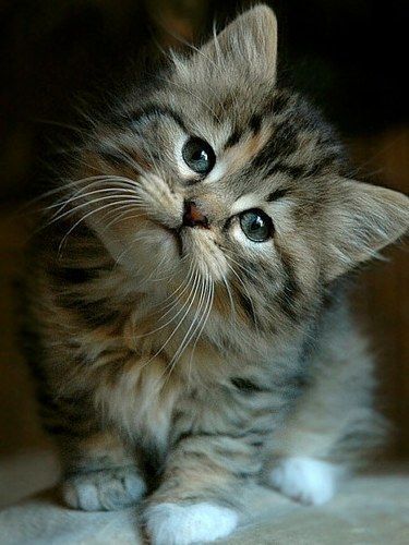 très mimi les petits chats !!